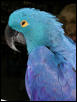 Ft Worth Bird Mart Pics