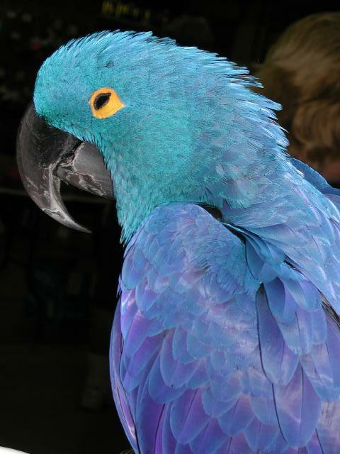 Ft Worth Bird Mart Pics