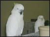 Ft Worth Bird Mart Pics