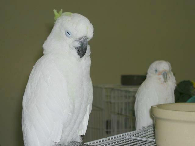 Ft Worth Bird Mart Pics