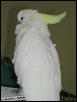 Ft Worth Bird Mart Pics