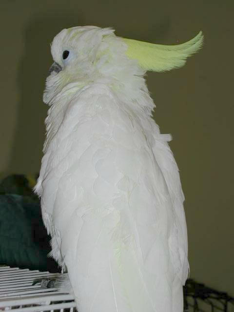 Ft Worth Bird Mart Pics