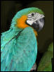 Ft Worth Bird Mart Pics