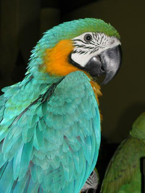 Ft Worth Bird Mart Pics