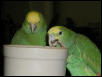 Ft Worth Bird Mart Pics