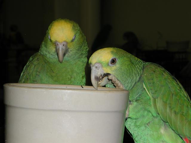 Ft Worth Bird Mart Pics