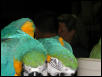Ft Worth Bird Mart Pics