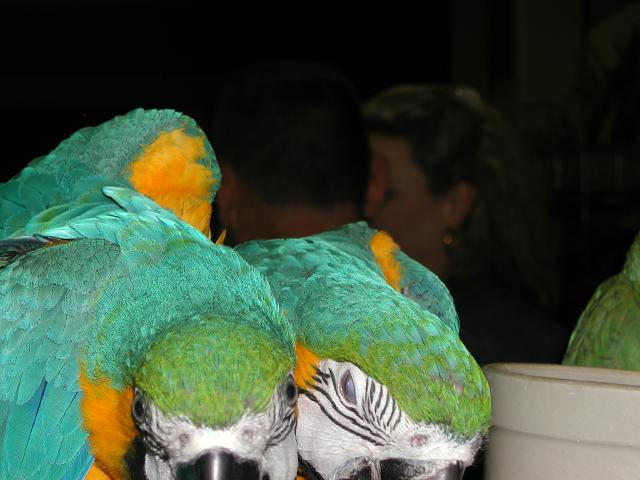 Ft Worth Bird Mart Pics