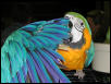 Ft Worth Bird Mart Pics