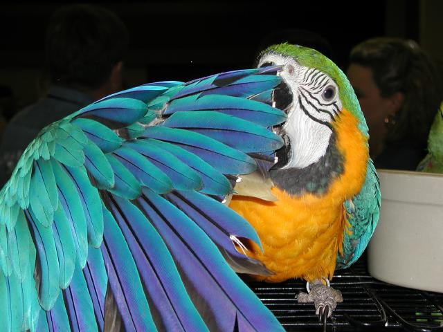 Ft Worth Bird Mart Pics