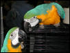 Ft Worth Bird Mart Pics