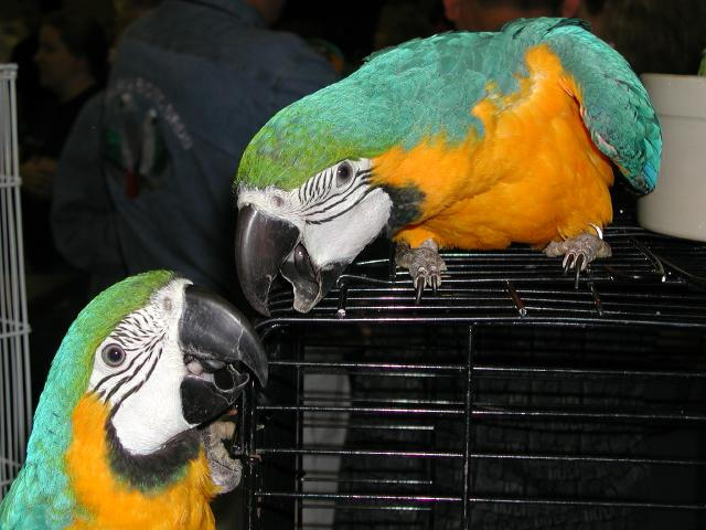 Ft Worth Bird Mart Pics