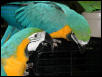 Ft Worth Bird Mart Pics