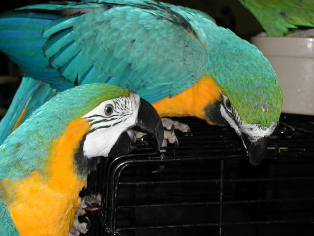 Ft Worth Bird Mart Pics