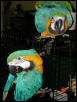 Ft Worth Bird Mart Pics
