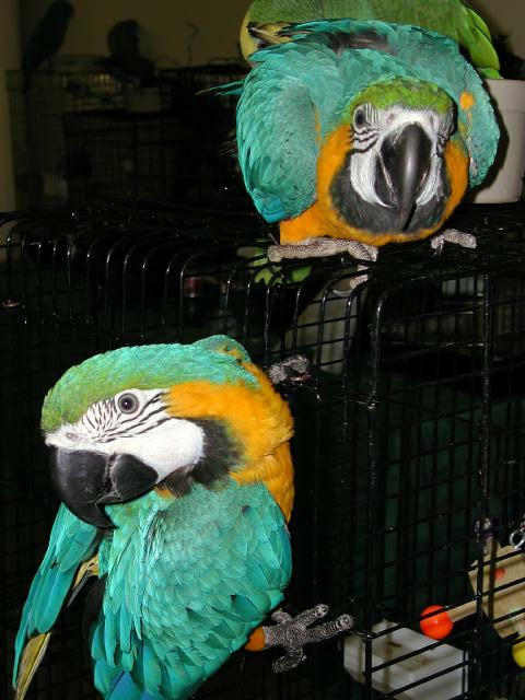 Ft Worth Bird Mart Pics