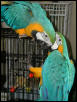 Ft Worth Bird Mart Pics