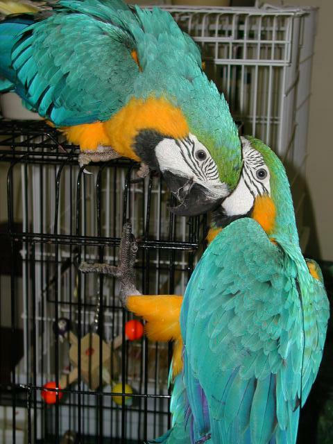 Ft Worth Bird Mart Pics