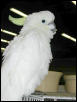 Ft Worth Bird Mart Pics