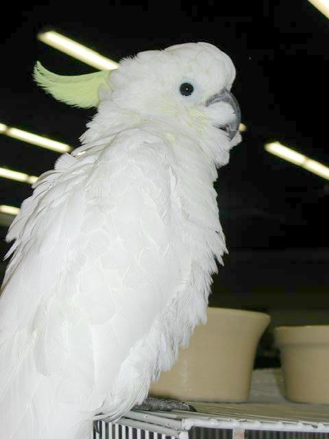 Ft Worth Bird Mart Pics