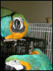 Ft Worth Bird Mart Pics