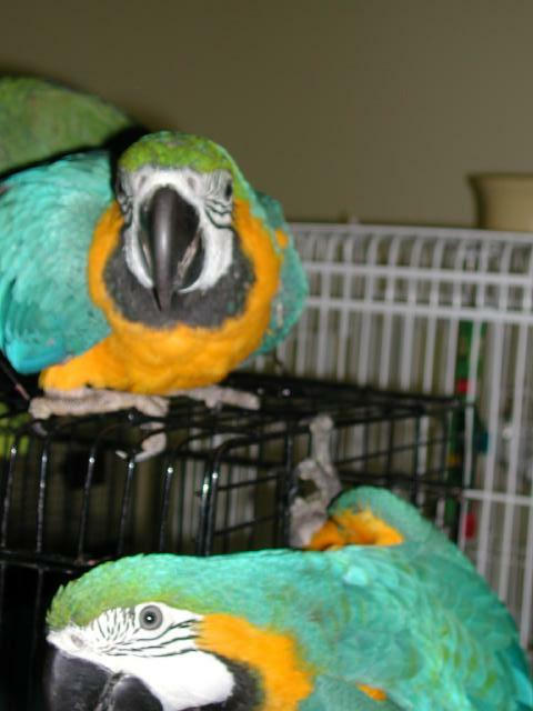 Ft Worth Bird Mart Pics