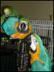 Ft Worth Bird Mart Pics