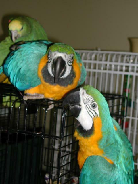 Ft Worth Bird Mart Pics