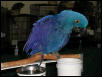 Ft Worth Bird Mart Pics