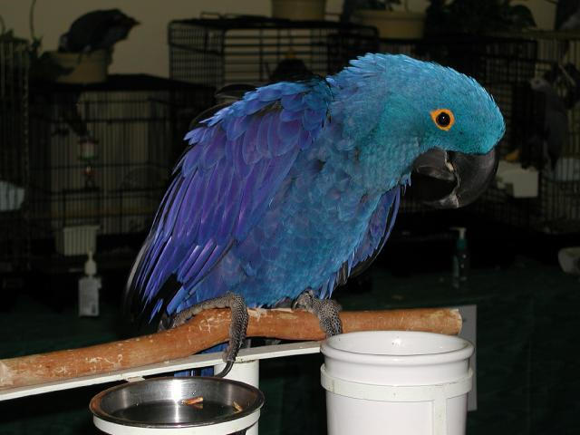 Ft Worth Bird Mart Pics