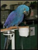 Ft Worth Bird Mart Pics