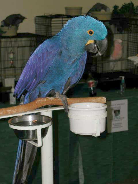 Ft Worth Bird Mart Pics