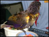 Ft Worth Bird Mart Pics