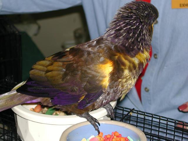 Ft Worth Bird Mart Pics