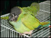 Ft Worth Bird Mart Pics