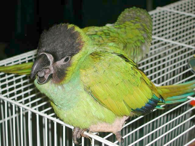 Ft Worth Bird Mart Pics