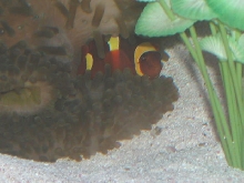 AquariumHobbyist - Salt Test Tank 1