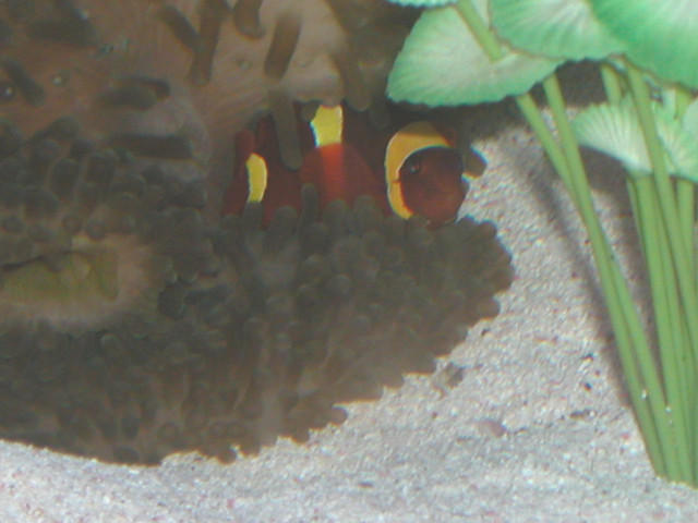 AquariumHobbyist - Salt Test Tank 1