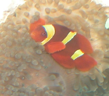 AquariumHobbyist - Salt Test Tank 1