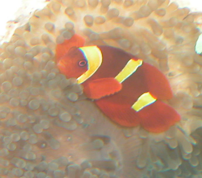 AquariumHobbyist - Salt Test Tank 1