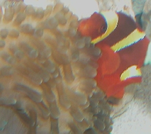 AquariumHobbyist - Salt Test Tank 1