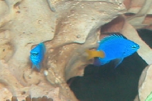 AquariumHobbyist - Salt Test Tank 1