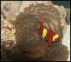 AquariumHobbyist - Salt Test Tank 1