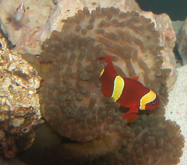 AquariumHobbyist - Salt Test Tank 1