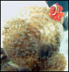 AquariumHobbyist - Salt Test Tank 1
