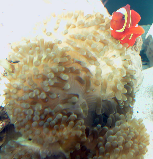 AquariumHobbyist - Salt Test Tank 1