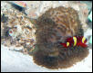 AquariumHobbyist - Salt Test Tank 1