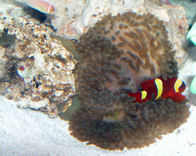AquariumHobbyist - Salt Test Tank 1