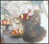 AquariumHobbyist - Salt Test Tank 1