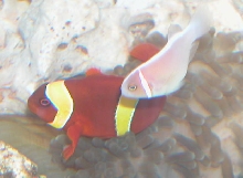 AquariumHobbyist - Salt Test Tank 1